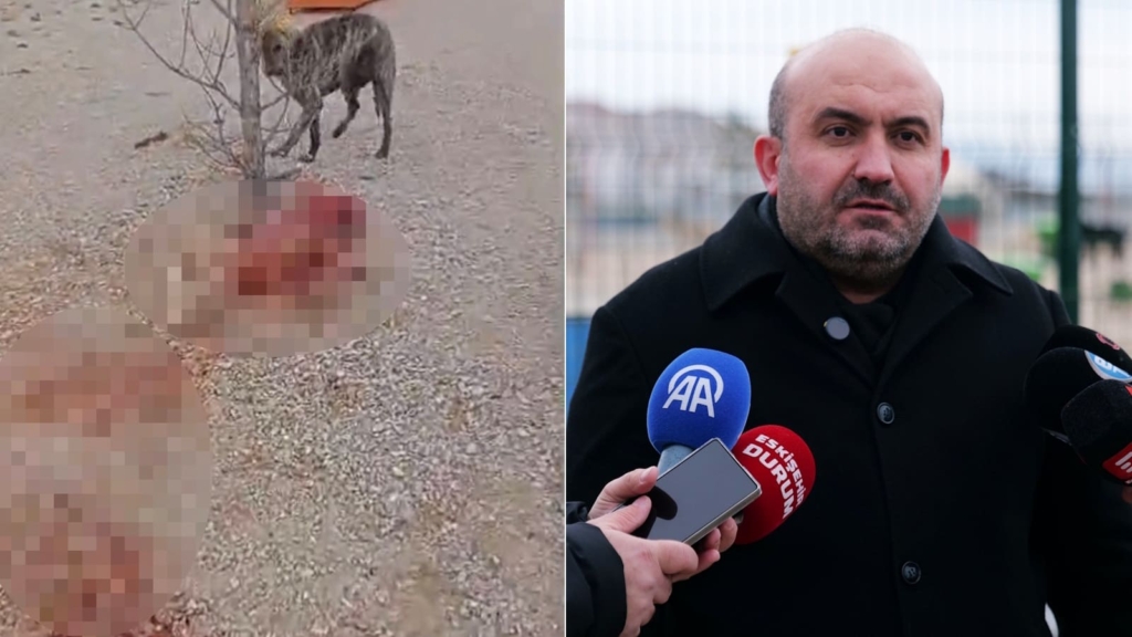 Barınakta aç ve susuz bırakılan köpekler birbirini parçalıyor: Telef olan onlarca köpeğin gizlice gömüldüğü iddia edildi