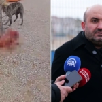 Barınakta aç ve susuz bırakılan köpekler birbirini parçalıyor: Telef olan onlarca köpeğin gizlice gömüldüğü iddia edildi