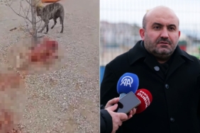 Barınakta aç ve susuz bırakılan köpekler birbirini parçalıyor: Telef olan onlarca köpeğin gizlice gömüldüğü iddia edildi