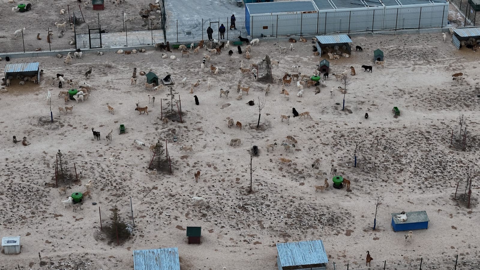 Barınakta aç ve susuz bırakılan köpekler birbirini parçalıyor: Telef olan onlarca köpeğin gizlice gömüldüğü iddia edildi