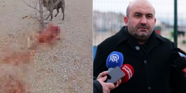 Barınakta aç ve susuz bırakılan köpekler birbirini parçalıyor: Telef olan onlarca köpeğin gizlice gömüldüğü iddia edildi