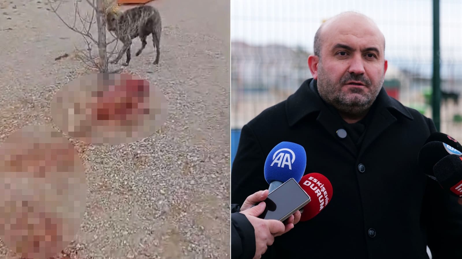 Barınakta aç ve susuz bırakılan köpekler birbirini parçalıyor: Telef olan onlarca köpeğin gizlice gömüldüğü iddia edildi