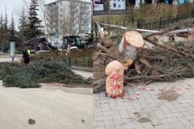 Eskişehir'de şiddetli fırtına sebebiyle ağaçlar devrildi