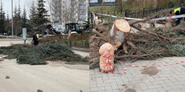 Eskişehir'de şiddetli fırtına sebebiyle ağaçlar devrildi