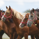 1d1a2a5b-fd5b-4242-9a39-6855f3bcf55c