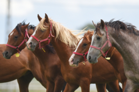 1d1a2a5b-fd5b-4242-9a39-6855f3bcf55c