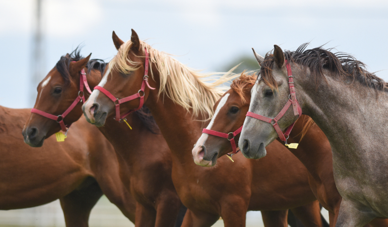 1d1a2a5b-fd5b-4242-9a39-6855f3bcf55c