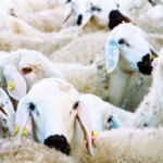 WEB KOLAJ (1117 x 537 piksel) (1)