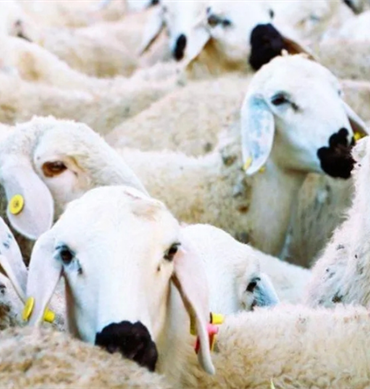 WEB KOLAJ (1117 x 537 piksel) (1)