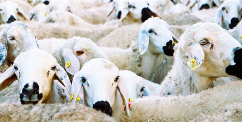 WEB KOLAJ (1117 x 537 piksel) (1)