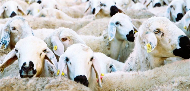 WEB KOLAJ (1117 x 537 piksel) (1)