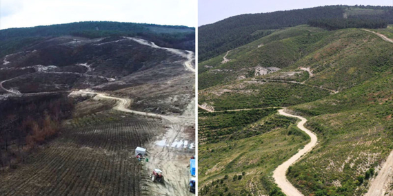 Küllerinden Doğan Yarınlar: Yanan Ormanlar Yeniden Yeşeriyor